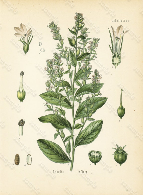 Original Antique  Botanical Print From  From Franz Eugen Kohler's Botanical Atlas  - Lobelia Inflata
