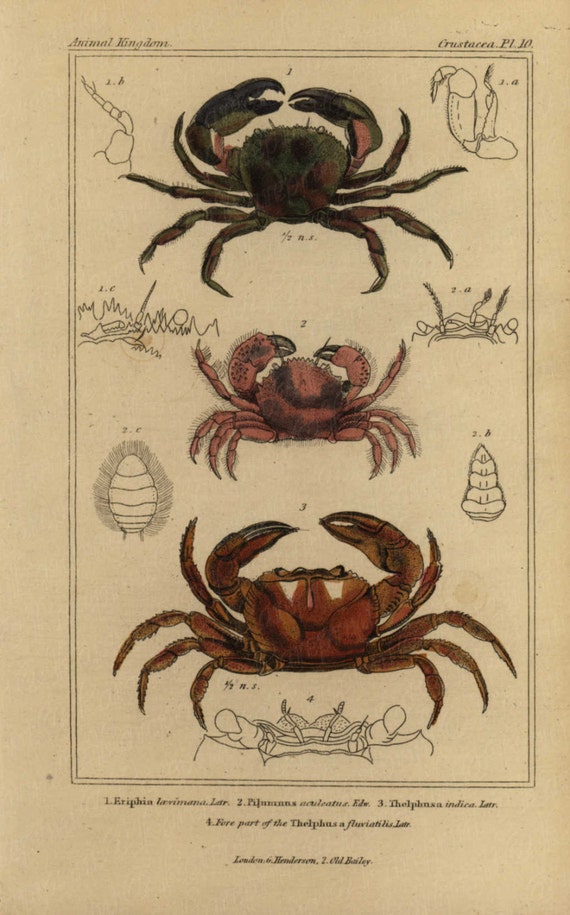 Antique Original Hand colored  Natural History  Sealife - Crabs- Gorgeous Vibrant Colors