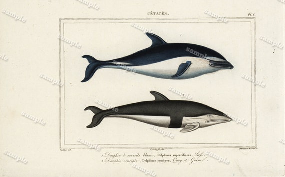 Original Antique Hand Colored Fish Engraving - Dolphins- Wall art- art decor - decorative art- art deco