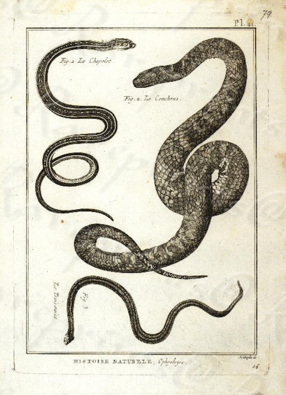 Original Antique Natural History copperplate of Reptiles - Histoire Naturele by the Buffon de comte - 1780 - Snake - Vipers - Sea snakes?