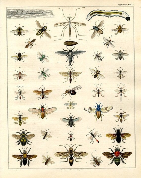 Insects Bees Flies  hand colored print published 1842 large print original authentic print natural history aquatic life ocean life Antique