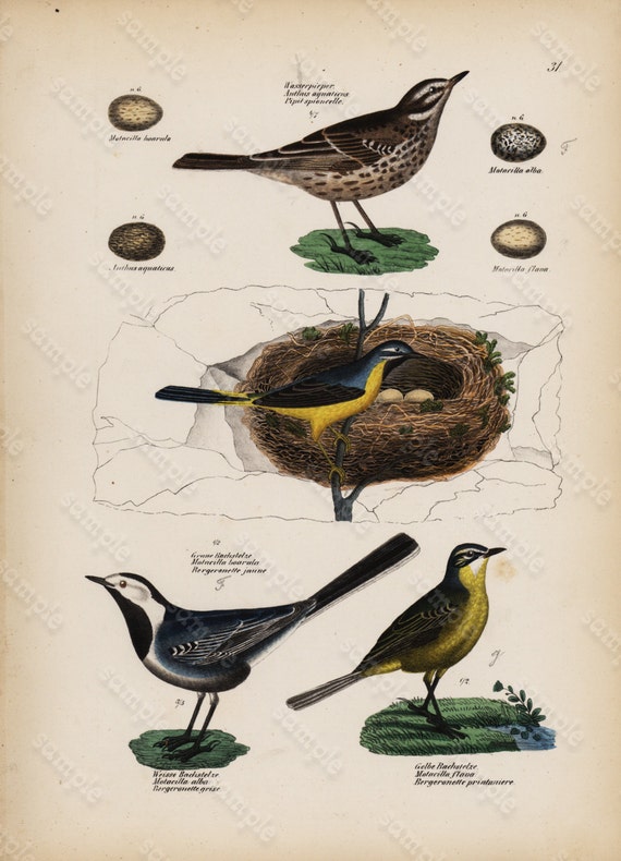 Antique Hand Colored Original Birds nest and eggs Print from Schinz First Edition 1840 not a recent Hand colored Print.