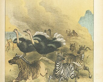 Antieke originele natuurlijke historie handgekleurde lithografie print vogels, dieren. Zebra's, struisvogels print is erg helder in persoon.