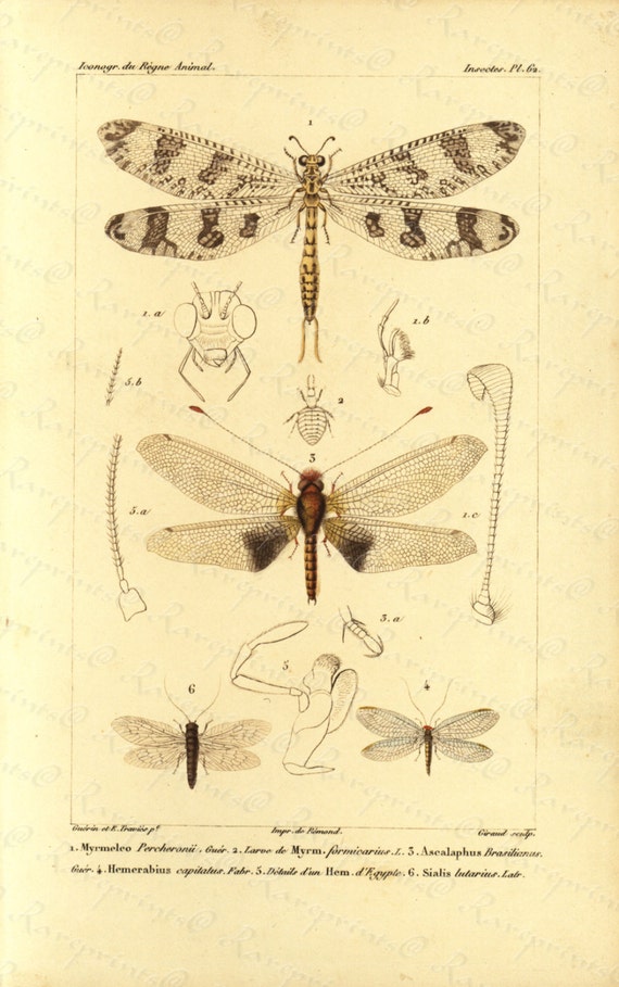 Original Antique Hand Colored Insects  engraving from 1829 - DragonFlies-