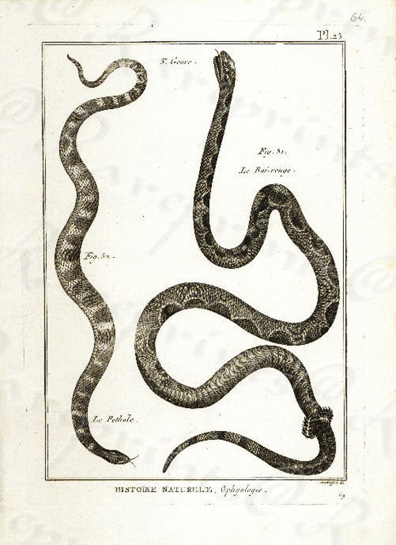 Original Antique Natural History copperplate of Reptiles - Histoire Naturele by the Buffon de comte - 1780 - Snake - Vipers - Sea snakes?