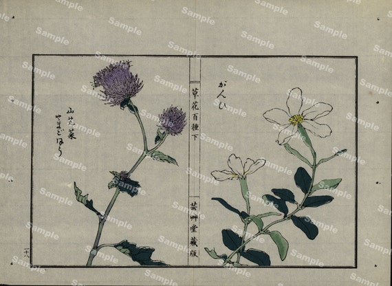 19th Century Japanese Antique woodblock  botanical print