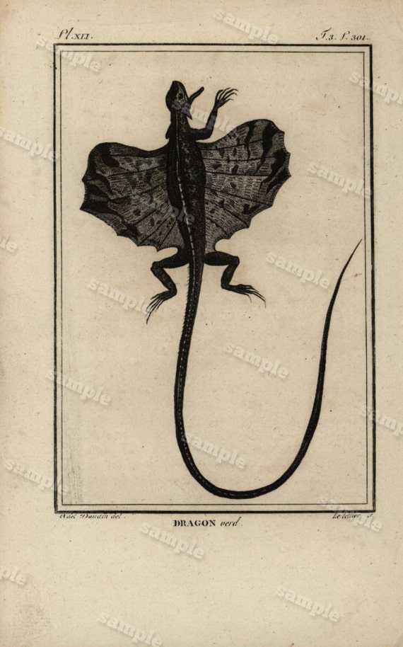 Original Antique Natural History copperplate of Reptiles - Histoire Naturele by the Buffon de comte - 1790 - Dragon Lizard Black and white