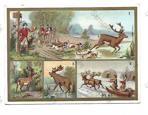 Rare  Victorian Trade card animals hunters Reindeer