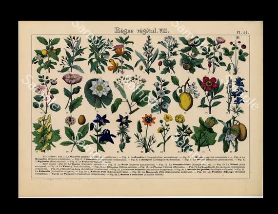 Vegetable kingdom Authentic hand colored Botanical lithograph print