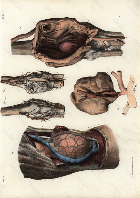 Original Antique colored Lithograph Human anatomy Gorgeous Engraving 1860-1870 -  Large Folio - medical Human Muscles Internal Organs