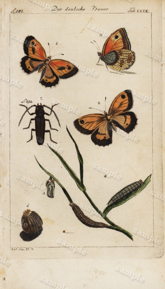 1754 Original Antique Natural History Insects Engraving  Hand Colored  - Very Rare - Butterflies- 200 Plus Years old