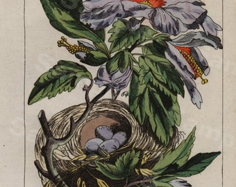 Original Antique Hand colored  Natural History Botanical Flowers and bird nest Hand Colored Engraving