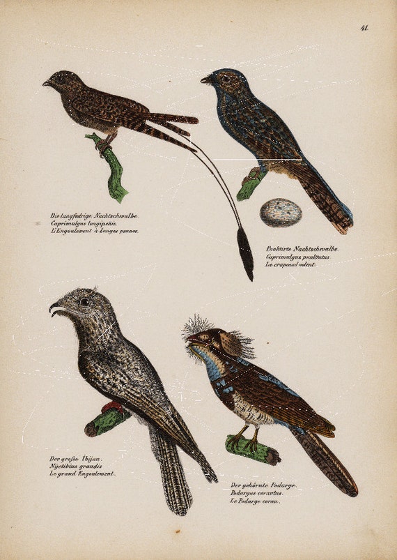 Mano Colorata Originale Uccelli Stampe Uccello Estinto E Etsy