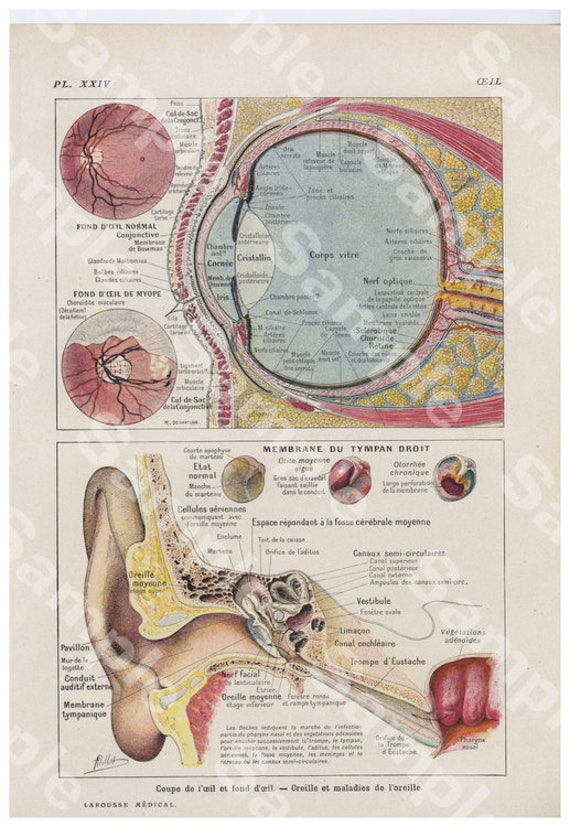 Gorgeous Original Antique Lithograph Color Print,Human anatomy,eyes,Decorative art, Human organs,dates 1924