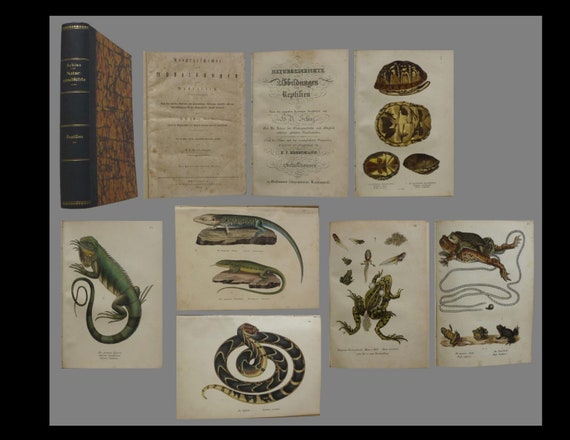 Naturgeschichte und Abbildungen der Reptilien, Brodtmann Circa 1834 contains 102 hand colored prints full  book