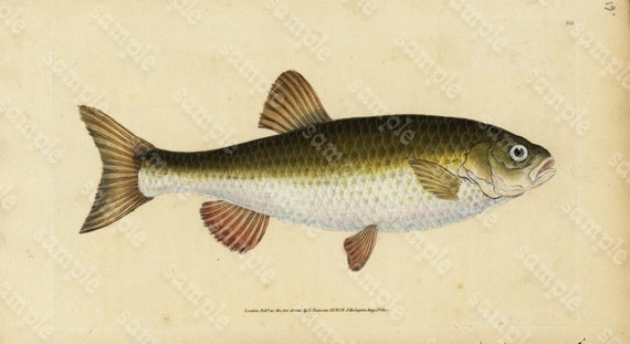 Original Antique Natural History Fish engraving Edwards DONAVON Natural history