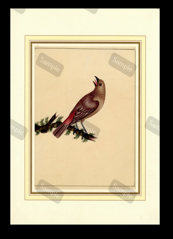 Natural histor color lithograph print from Circa 1840 Bird on a branch matted