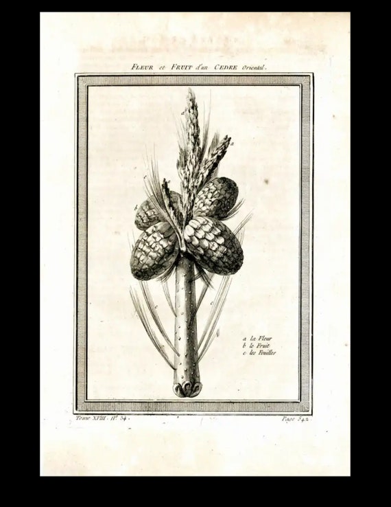 17th Century copper plate flower and fruit cedar Allain MANESSON-MALLET (1630-1706)