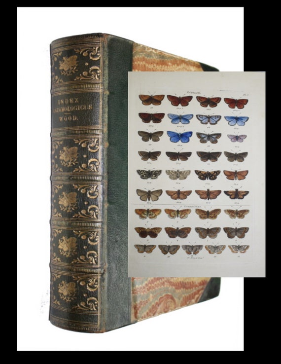 Genera of British Lepidoptera, Transferred from the Original Hand colored Figures, in 193 Plates of British Entomology