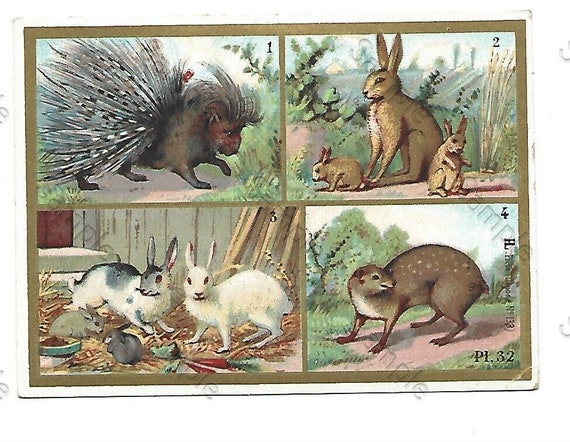 Rare  Victorian Trade card animals Rabbits Porcupine