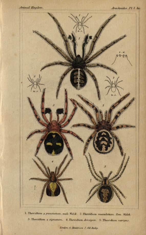 Antique Original Hand colored  Natural History Spider Hand Colored Engraving  Group Of Spiders From Animal Kindom- Gorgeous Vibrant Colors