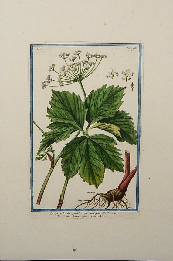 Antique rare original Giorgio Bonelli Hortus Romanus Botanical Engraving plate circa 1780 only 200 published Italiano