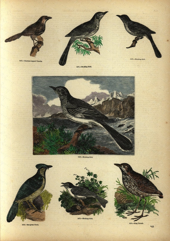 Antique Original Hand Colored  Natural History engraving -  Represinting Various Birds - Mocking Bird-Sea Green Piroll