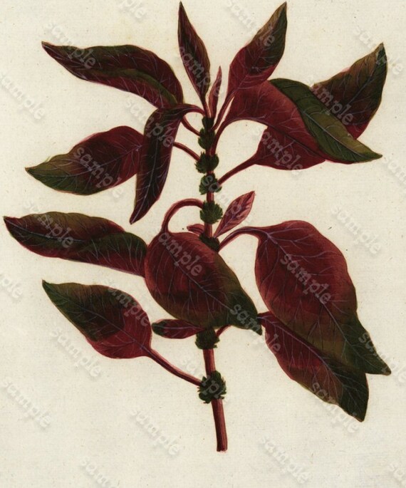 Johann Weinmann’s Phytanthoza Iconographia Hand Colored Botanical Engraving - Amaranthus Tricolor Luteus et Viridis