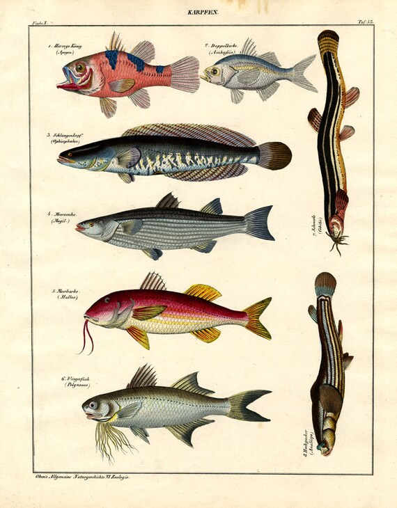 Fish hand colored print published 1842 large print original authentic print natural history aquatic life ocean life Antique