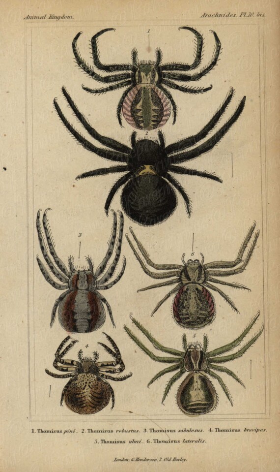 Antique Original Hand colored  Natural History Spider Hand Colored Engraving  Group Of Spiders From Animal Kindom- Gorgeous Vibrant Colors