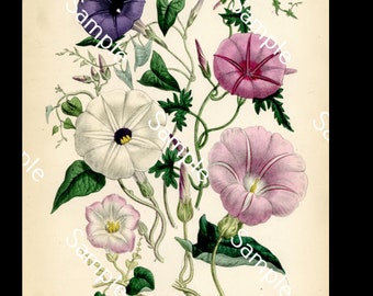 Antique wild flowers Convolvulus circa 1840's Jane Loudon Hand-Colored Lithograph print