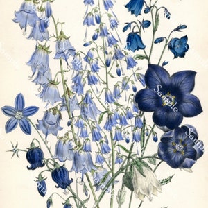 Adenophora denticulata Antique Botanical wild Flowers Hand Colored Lithograph print circa 1840's Jane Loudon image 4