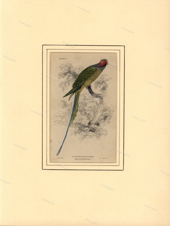 19th century first edition Jardine Original Antique  Hand Colored Natural History Matted print of Parrot- Malacca  Ring Parrakeet