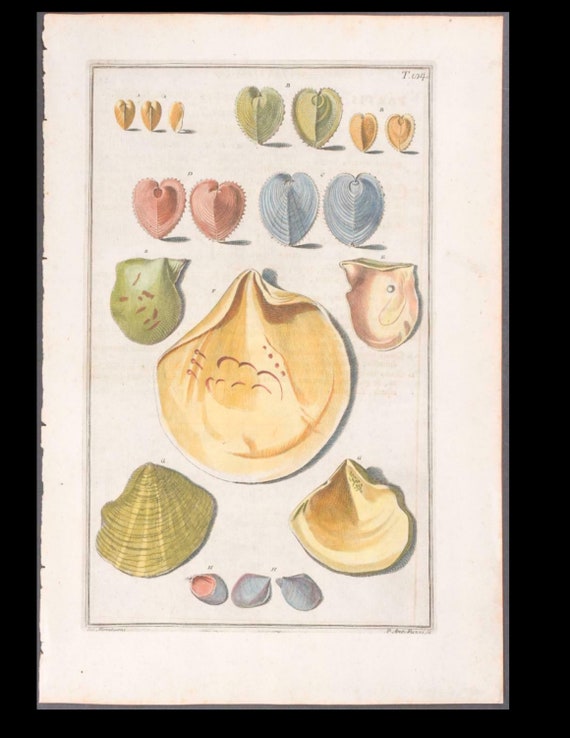 Circa 1742 Antique Hand-Colored Engraving  Print SEA SHELLS Natural History Large folio size