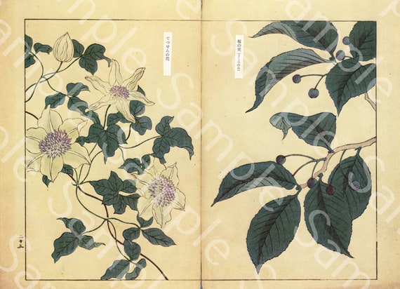 Vintage Japanese woodblock  Botanical flower print