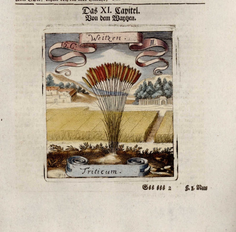 Michael Bernhard Valentini Botanical floral manuscript hand colored engraving o dates 1700/'s