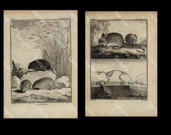 Two Rare large QUARTO edition Natural history  engravings Rats antonymy circa 1766 De Seve sale