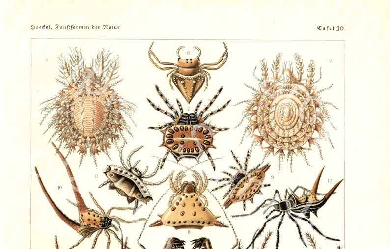 Gorgeous lithograph print from Art Forms of Nature by Ernst Haeckel
