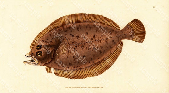 Original Antique Natural History Fish engraving Edwards DONAVON Natural history - Flounder -  whiff Flounder