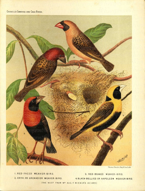 Original Antique Cassell's Canaries & Cage Birds