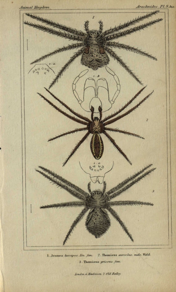 Antique Original Hand colored  Natural History Spider Hand Colored Engraving  Group Of Spiders From Animal Kindom- Gorgeous Vibrant Colors