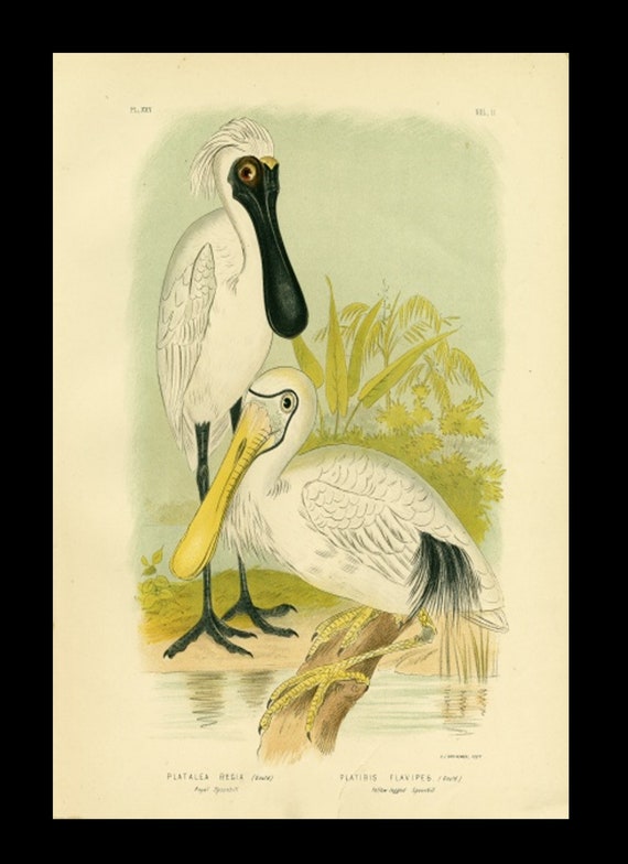 Royal Spoonbill Original Antique bird print Gracius Joseph Broinowski (1837-1913)