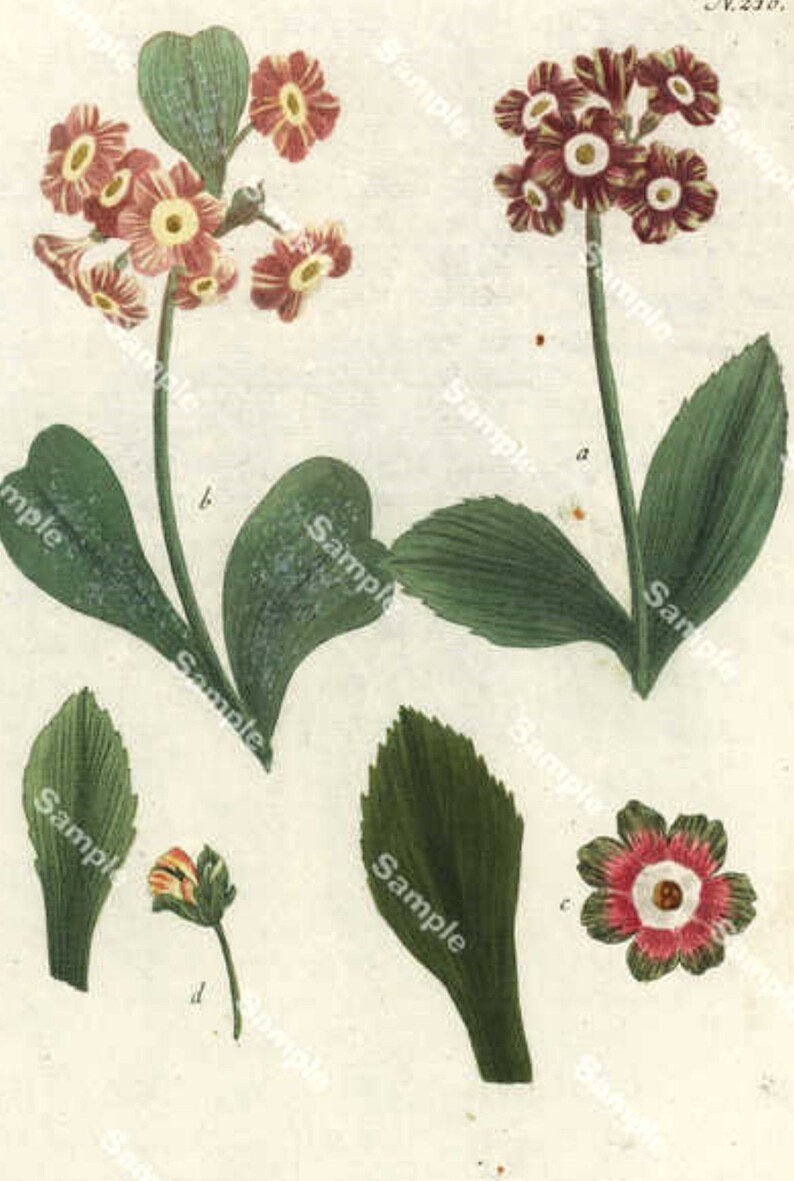 Original Antique Johann Weinmann\u2019s Phytanthoza Iconographia Hand Colored Botanical Print Circa 1737-1745
