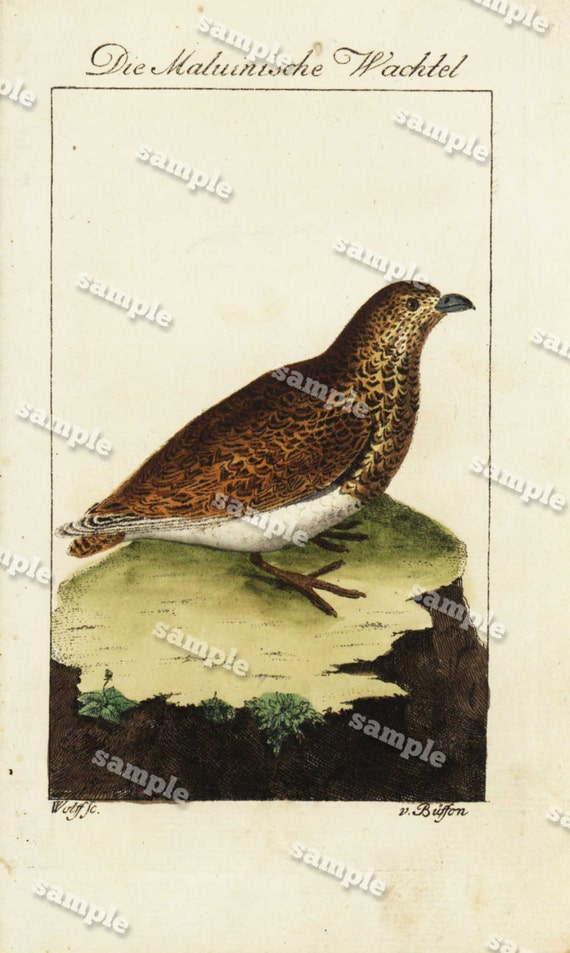 Antique Natural History Hand Colored Engraving of Bird   Very Rare - Gorgeous - Original  over 200 Years old - Die Wachtel- The quail