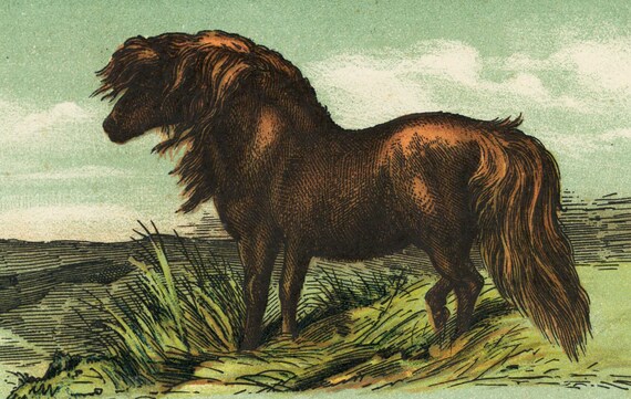 Old antique,original,children book's illustrated page print, horses,animals,