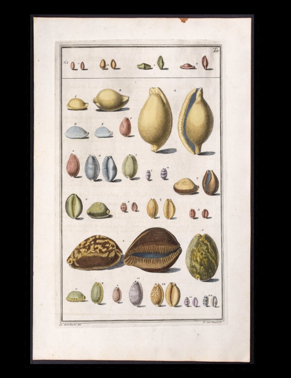 Circa 1742 Antique Natural History Hand-Colored Engraving  Print Cowrie sea Shells