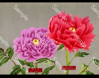 Japanische botanische Blume Paeonia suffruticosa botanischer Lithographie-Druck Circa 1936