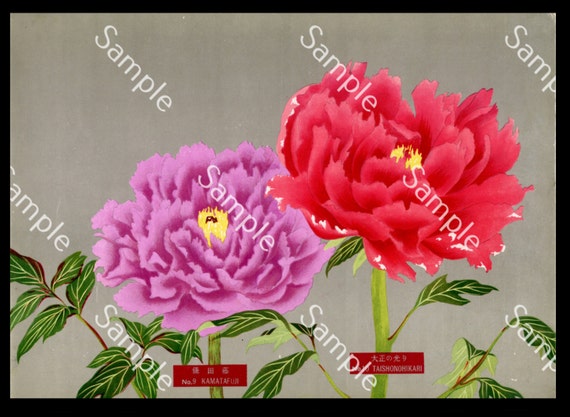 Japanese botanical  flower Paeonia suffruticosa botanical lithograph print Circa 1936