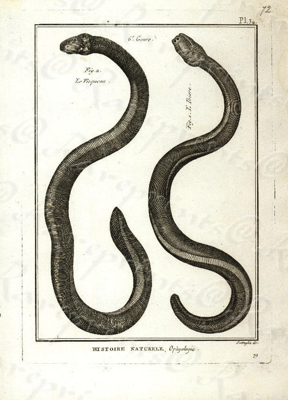 Original Antique Natural History copperplate of Reptiles - Histoire Naturele by the Buffon de comte - 1780 - Snake - Vipers - Sea snakes?