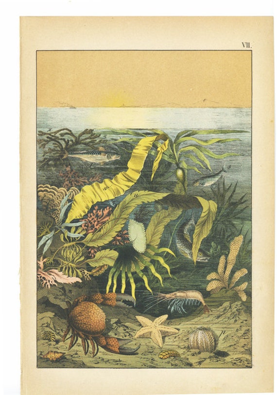 Antique Original Natural History Hand Colored Lithograph print, Sealife, Algae,star fish, Rare interesting